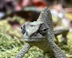 Rhampholeon platyceps