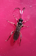 Vulgichneumon saturatorius