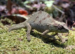 Rhampholeon platyceps