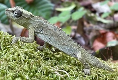 Rhampholeon platyceps