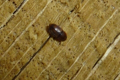 Epuraea unicolor