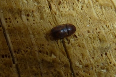 Epuraea unicolor