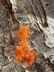 Cytospora chrysosperma