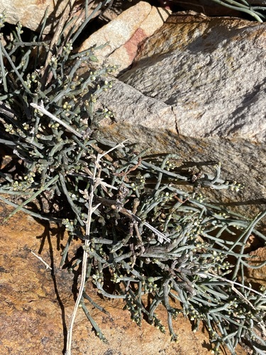 Image of Thesium flexuosum by (c) Matt Berger, some rights reserved (CC BY)