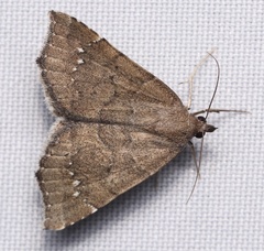Focillidia texana