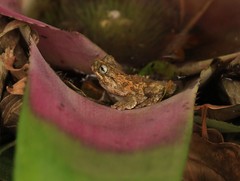 Dendropsophus seniculus