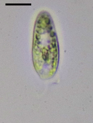 Cryptista