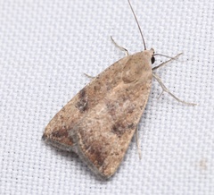 Micrathetis