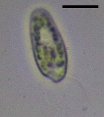 Cryptista