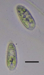 Cryptista