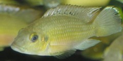 Gunther's Cichlid photo 4