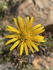 Cullumia bisulca