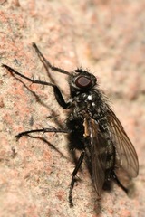 Phyto melanocephala