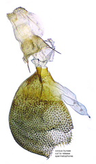 Eupithecia assimilata