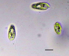 Cryptista