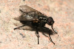 Phyto melanocephala