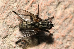 Phyto melanocephala