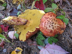 Suillus spectabilis