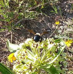 Xylocopa virginica texana