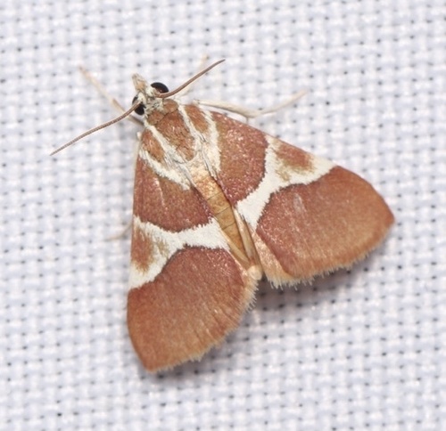 Jativa castanealis Hulst, 1886