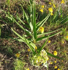 Xylocopa virginica texana