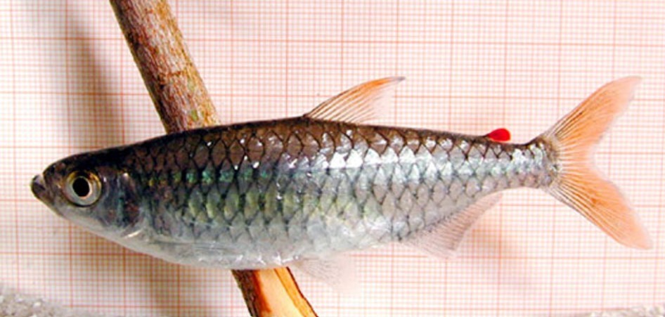 Micralestes comoensis — Alestidae