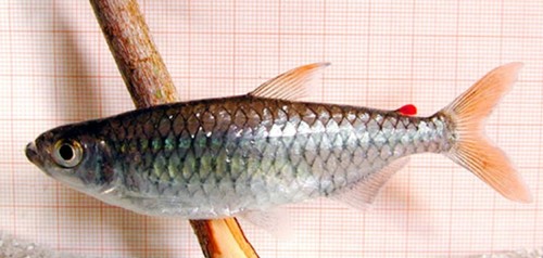 Micralestes comoensis — Alestidae