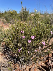 Acmadenia sheilae
