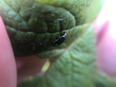 Phratora