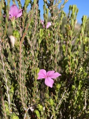 Acmadenia sheilae
