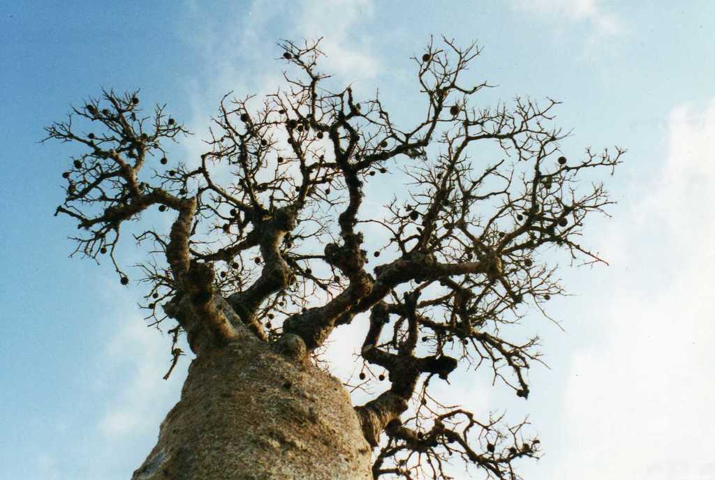 Adansonia fony