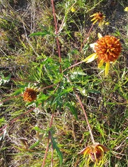 Tetragonotheca texana