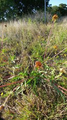 Tetragonotheca texana