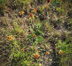 Tetragonotheca texana