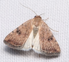 Micrathetis