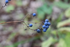 Caulophyllum robustum