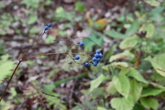 Caulophyllum robustum