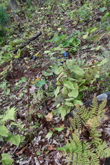 Caulophyllum robustum