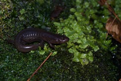 Desmognathus brimleyorum