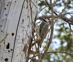Campethera bennettii