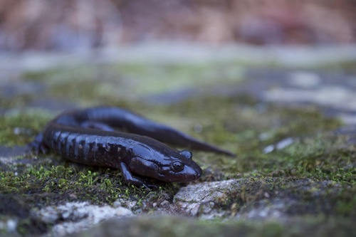 Ouachita Dusky Salamander