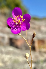 Phemeranthus calycinus