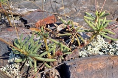 Phemeranthus calycinus