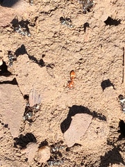 Polyergus mexicanus