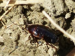 Loboptera