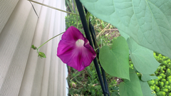 Ipomoea orizabensis