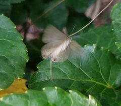 Strephonota tephraeus