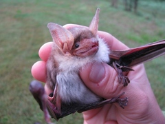 Greater Mouse-Eared Bat photo 1