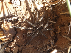 Lycosa tarantula