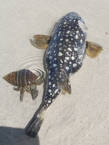 Evileye blaasop (Amblyrhynchotes honckenii) — Tetraodontidae